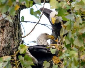 Nick and Nora may have a new nest
