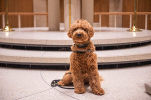 How Toby the dog made St. Johnn’s. home