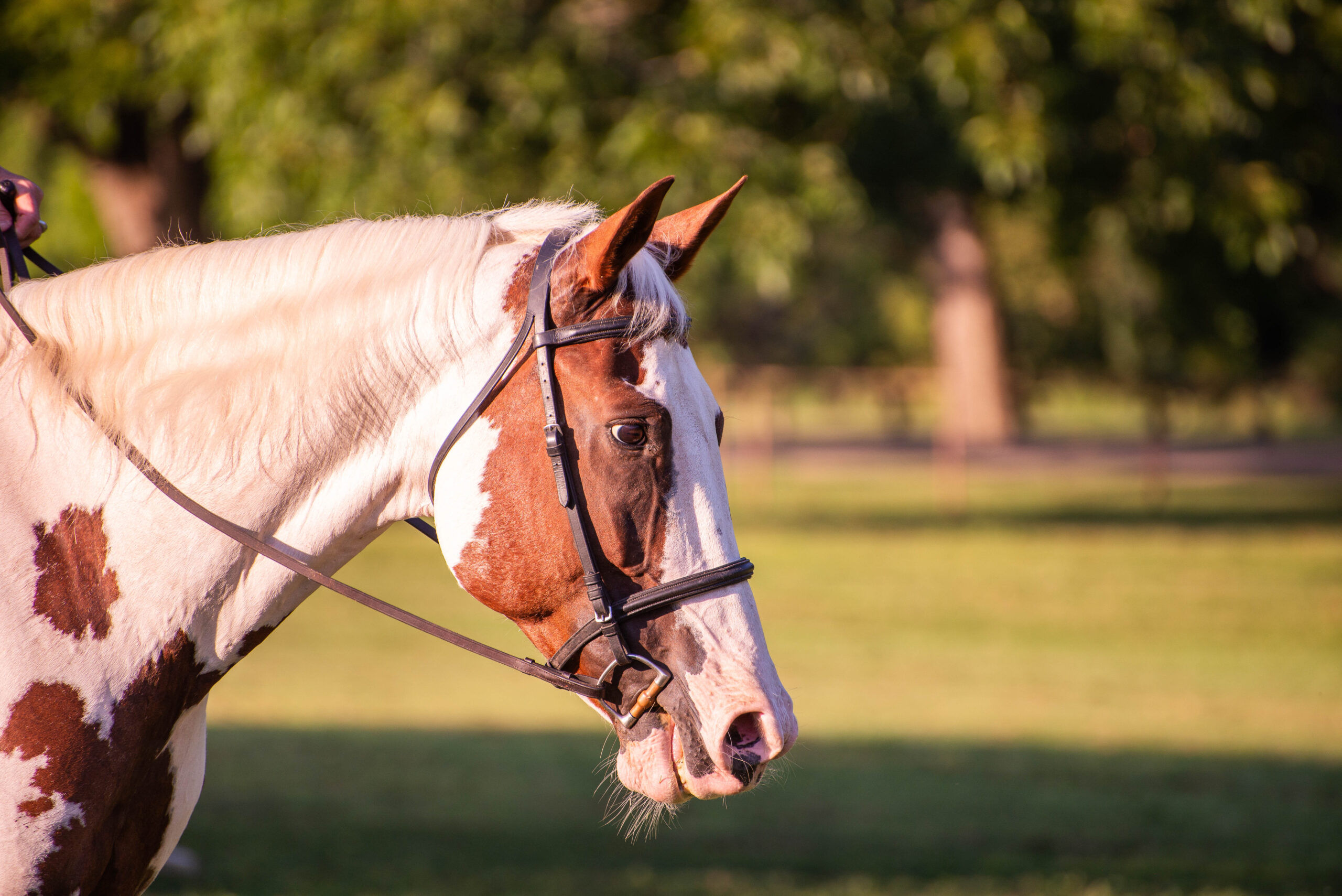 WhiteRockStables_LaurenAllen_1576