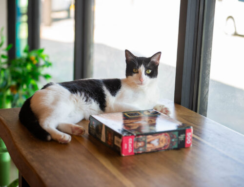 Whiskers and Soda aims to create a third space for kitties, humans & coffee