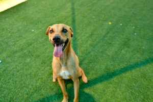 Dallas Animal Services launches ‘First Fridays’ event series this week