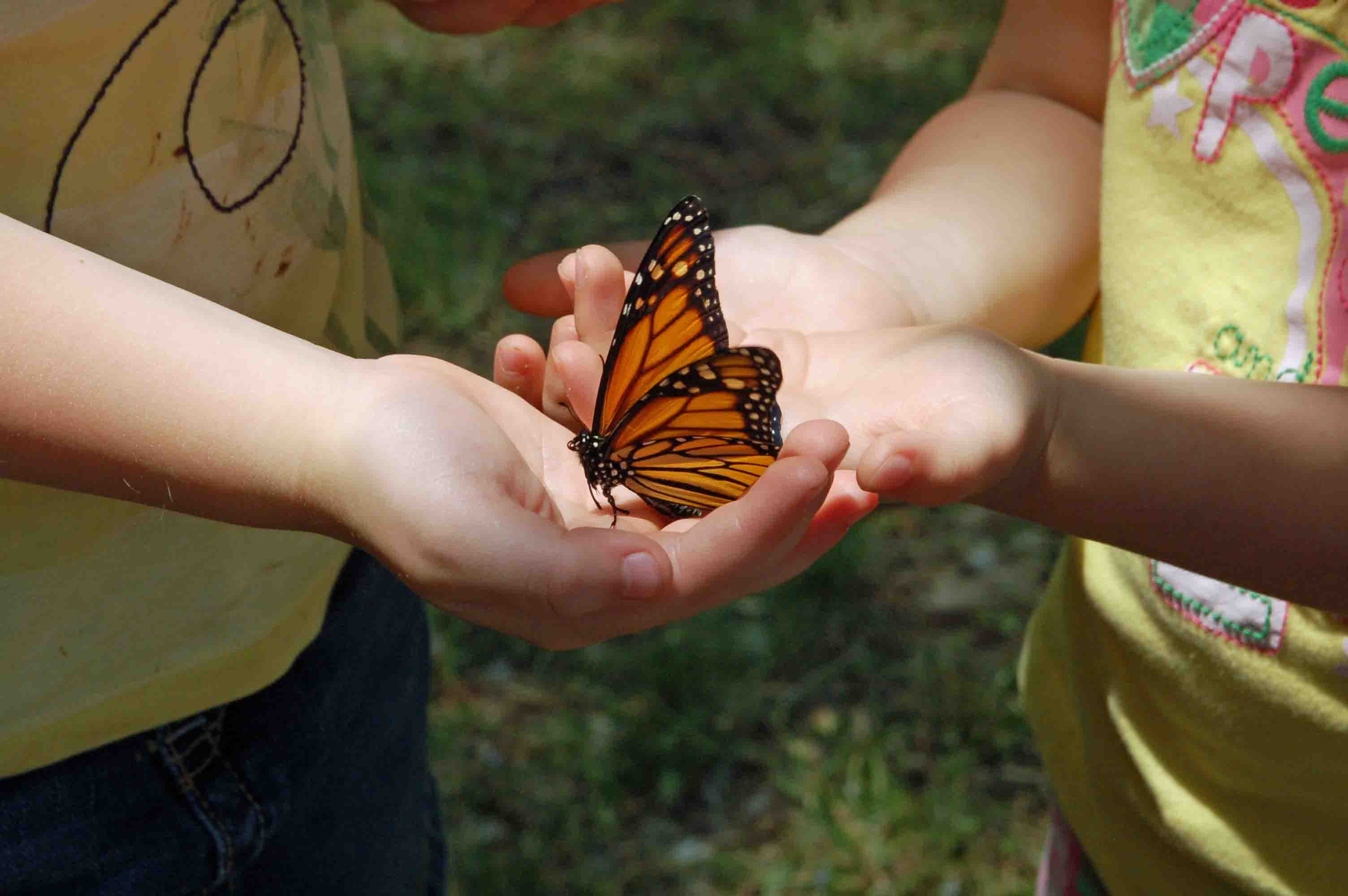 butterfly-pictures-and-wallpapers