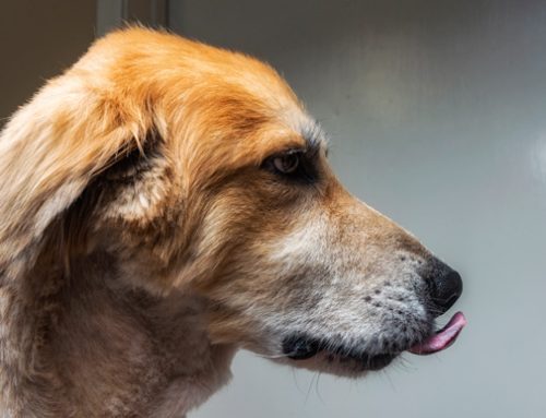 Saying ‘goodbye’ to Spirit, the three-legged dog who captured 3,000 hearts