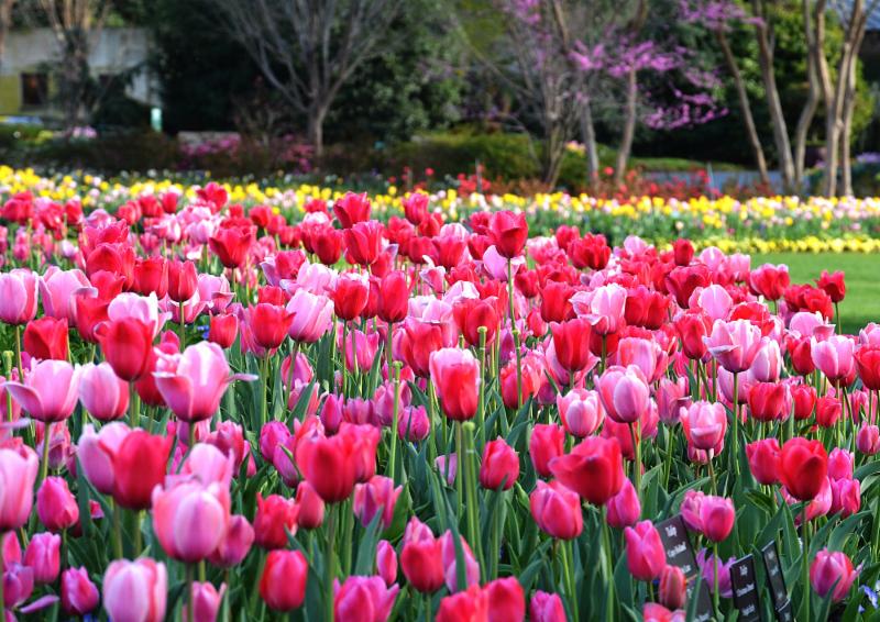 Dallas Arboretum sets membership record - Lake Highlands