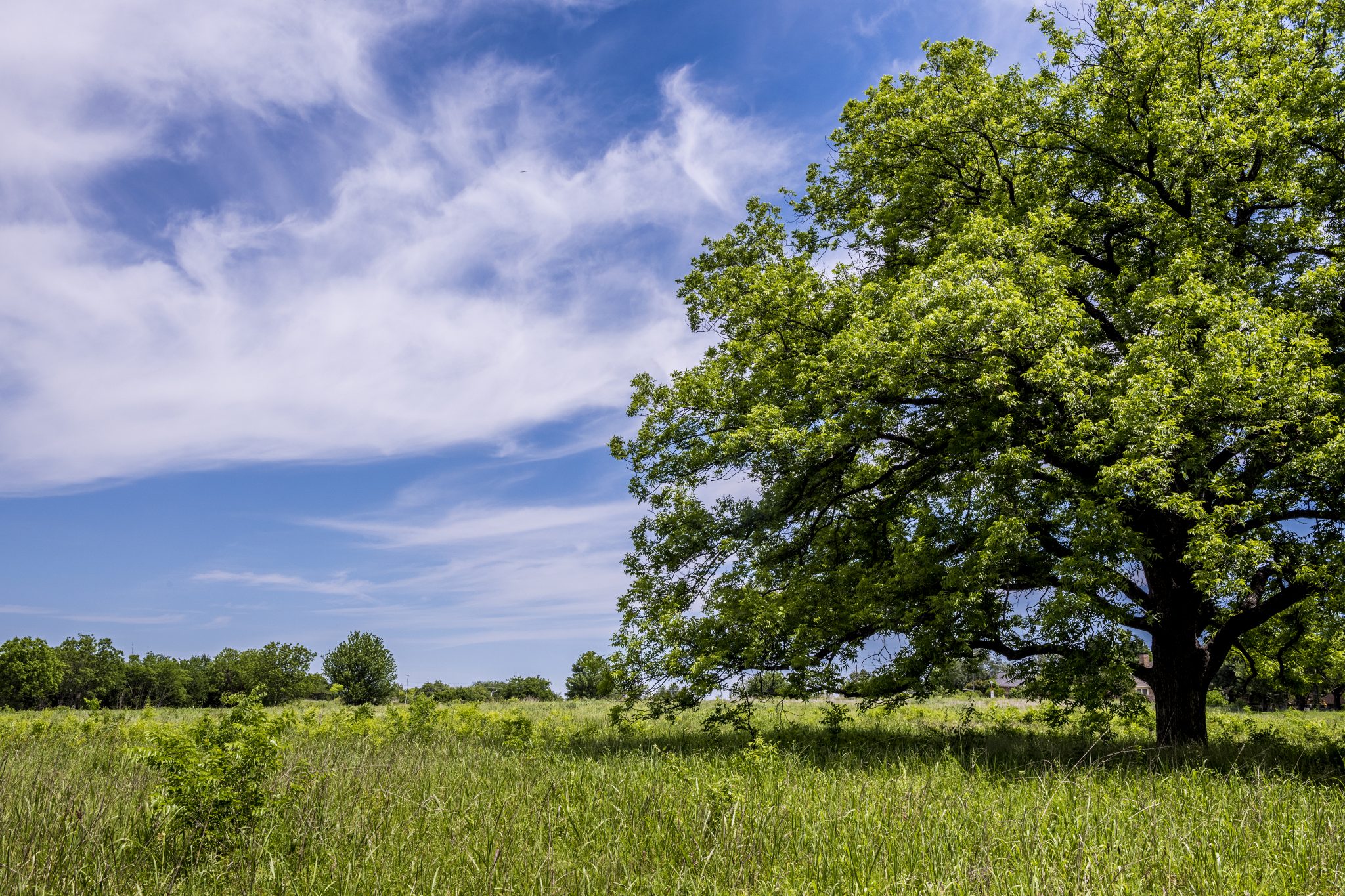 Tree huggers save Lake Highlands: 5 surprising tales - Lake Highlands