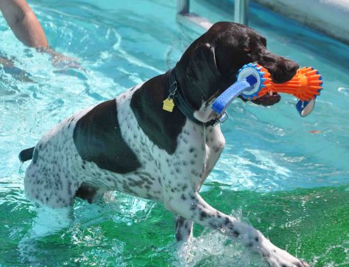 Swim with your dog this Sunday at Lake Highlands North pool