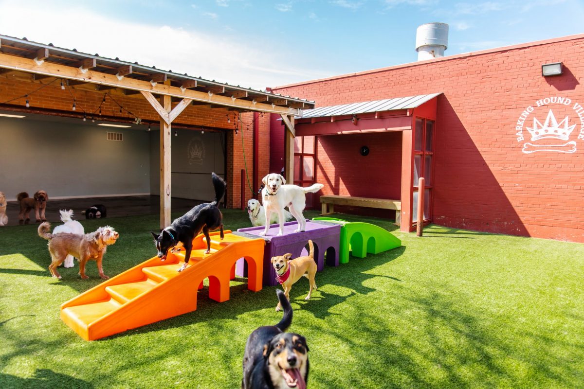 Barking Hound Village Texas bringing luxury canine boarding and daycare ...